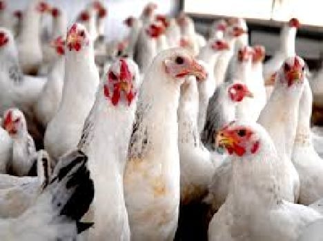 Poultry has installed nine units